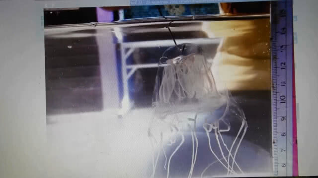 เตือน!! พบแมงกะพรุนกล่องมีพิษทะเลตรัง–สตูล