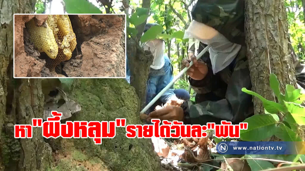 หา"ผึ้งหลุม" รายได้วันละ"พัน" หา"ผึ้งหลุม" รายได้วันละ"พัน"