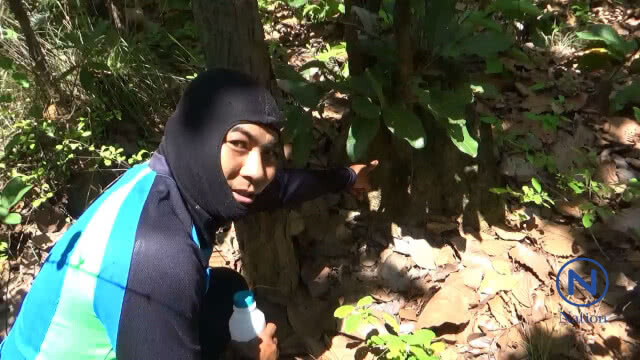 หา"ผึ้งหลุม" รายได้วันละ"พัน"