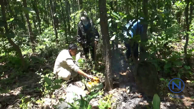 หา"ผึ้งหลุม" รายได้วันละ"พัน"