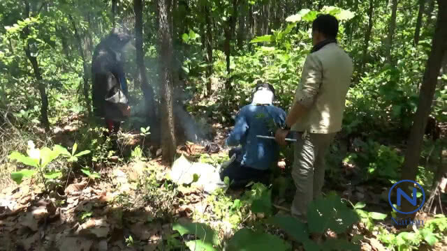 หา"ผึ้งหลุม" รายได้วันละ"พัน"