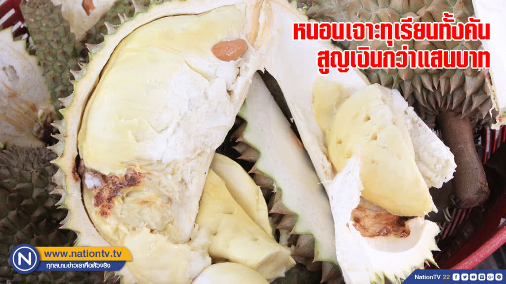 พ่อค้าเครียด !! หนอนเจาะทุเรียนทั้งคันสูญเงินกว่าแสนบาท