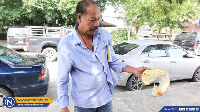 พ่อค้าเครียด !! หนอนเจาะทุเรียนทั้งคันสูญเงินกว่าแสนบาท