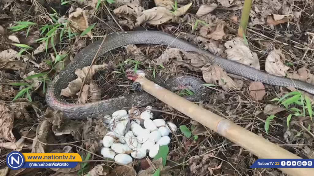 (คลิป) จับพ่อ"งูจงอาง"หวงไข่ 46 ใบ คืนป่า