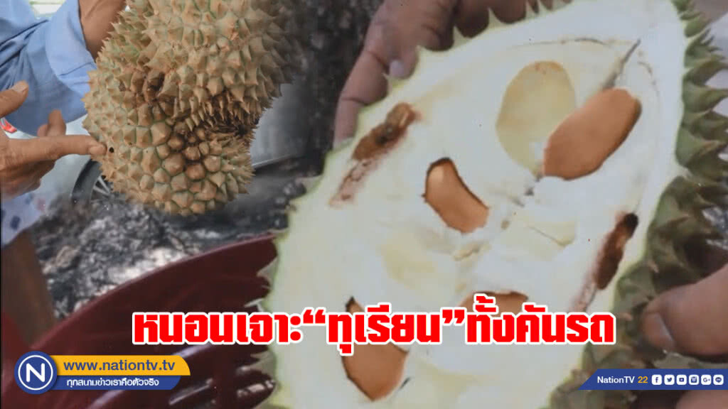 หนอนเจาะทุเรียนทั้งคันรถกว่า 1ตัน ร้องเจ้าของสวนคืนเงิน