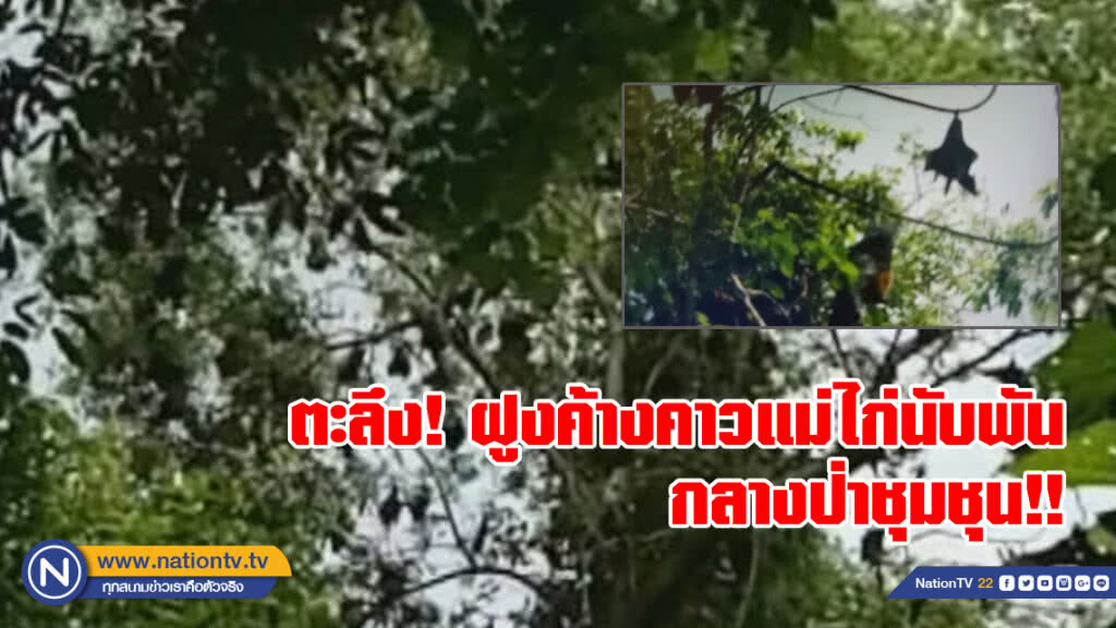 ตะลึง!พบฝูงค้างคาวแม่ไก่นับพันตัว กลางป่าชุมชุน!!