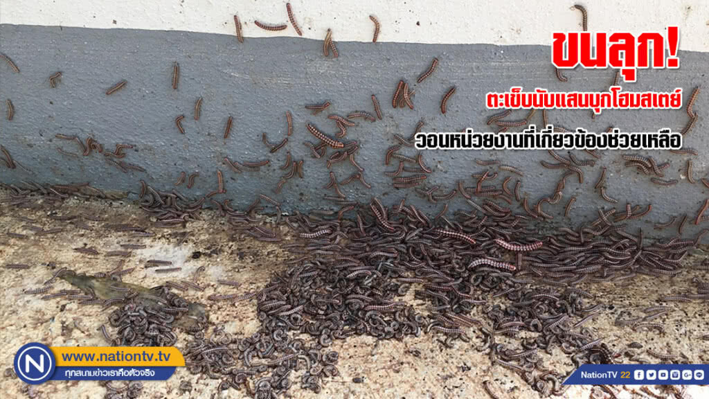 ขนลุก! ตะเข็บนับแสนบุกโฮมสเตย์นานกว่า 1 เดือน วอนหน่วยงานที่เกี่ยวข้องช่วยเหลือ