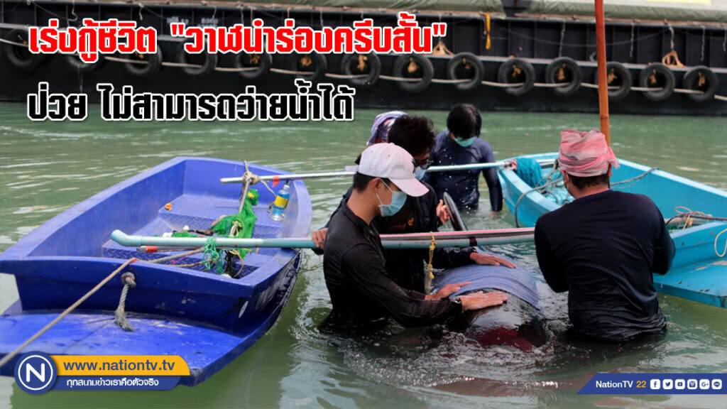 เร่งกู้ชีวิต "วาฬนำร่องครีบสั้น" ป่วย ไม่สามารถว่ายน้ำได้ พลัดหลงในร่องน้ำคลองนาทับ สงขลา(ภาพชุด) เร่งกู้ชีวิต "วาฬนำร่องครีบสั้น" ป่วย ไม่สามารถว่ายน้ำได้ พลัดหลงในร่องน้ำคลองนาทับ สงขลา(ภาพชุด)