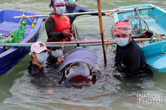 เร่งกู้ชีวิต "วาฬนำร่องครีบสั้น" ป่วย ไม่สามารถว่ายน้ำได้ พลัดหลงในร่องน้ำคลองนาทับ สงขลา(ภาพชุด)