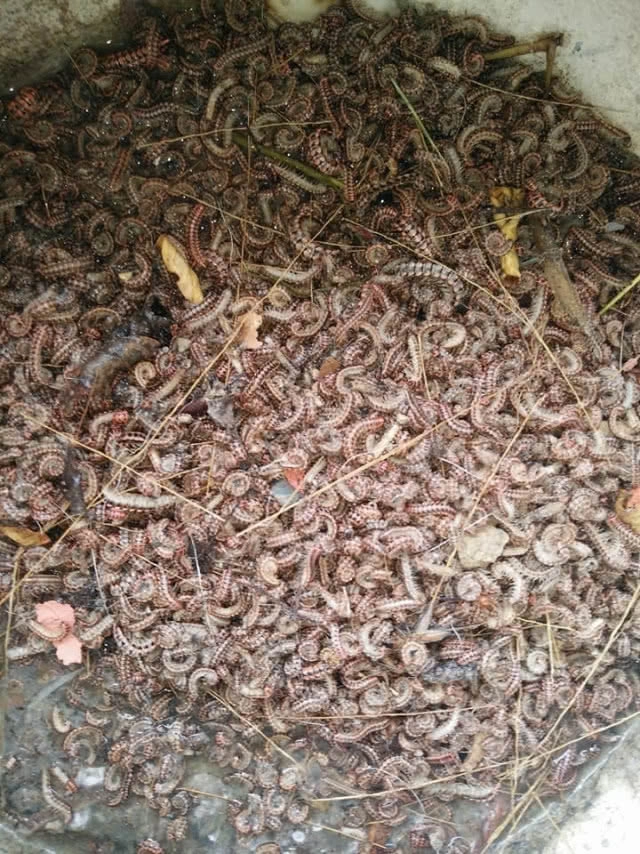 ขนลุก! ตะเข็บนับแสนบุกโฮมสเตย์นานกว่า 1 เดือน วอนหน่วยงานที่เกี่ยวข้องช่วยเหลือ