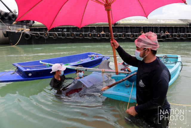 เร่งกู้ชีวิต "วาฬนำร่องครีบสั้น" ป่วย ไม่สามารถว่ายน้ำได้ พลัดหลงในร่องน้ำคลองนาทับ สงขลา(ภาพชุด)