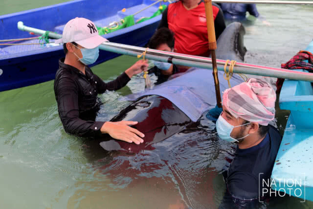 เร่งกู้ชีวิต "วาฬนำร่องครีบสั้น" ป่วย ไม่สามารถว่ายน้ำได้ พลัดหลงในร่องน้ำคลองนาทับ สงขลา(ภาพชุด)