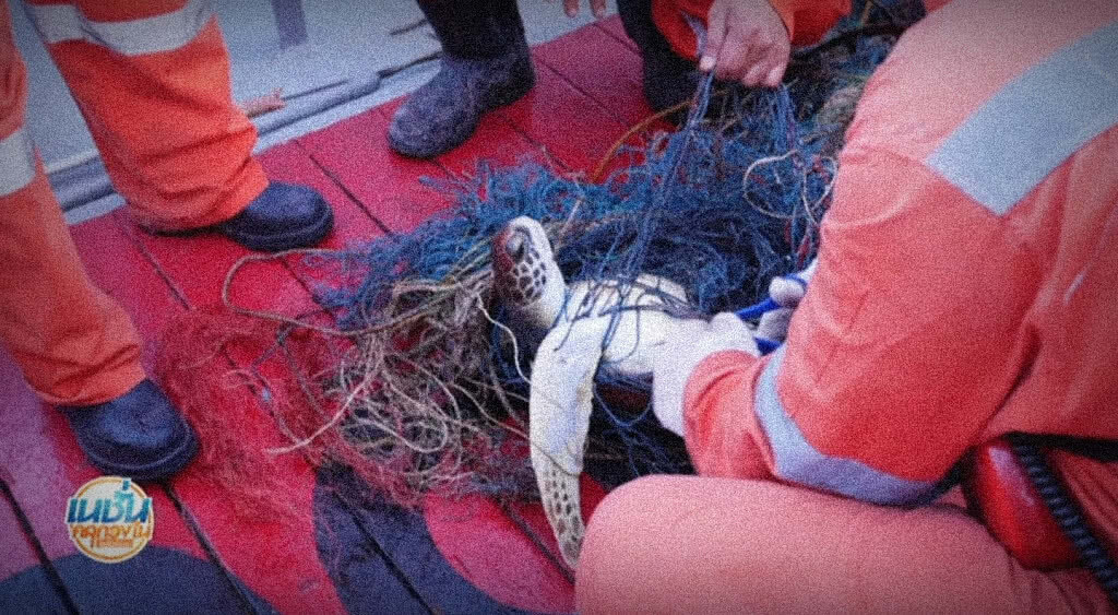 เนชั่นคลุกวงในอินไซด์ข่าว 31-05-61 : ภาระกิจพิเศษ #Turtle Rescue กลางอ่าวไทยแท่นผลิตบงกชเหนือ เนชั่นคลุกวงในอินไซด์ข่าว 31-05-61 : ภาระกิจพิเศษ #Turtle Rescue กลางอ่าวไทยแท่นผลิตบงกชเหนือ