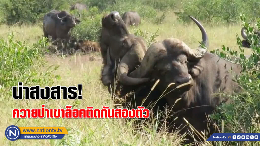 ควายป่าเขาล็อคติดกันสองตัว! ต้องให้ตัวที่สามมากระแทกให้หลุด
