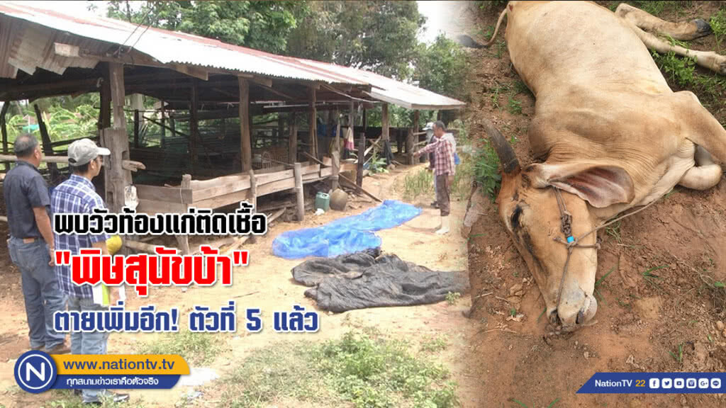 พบวัวท้องแก่ติดเชื้อ "พิษสุนัขบ้า" ตายเพิ่มอีก! ตัวที่ 5 แล้ว