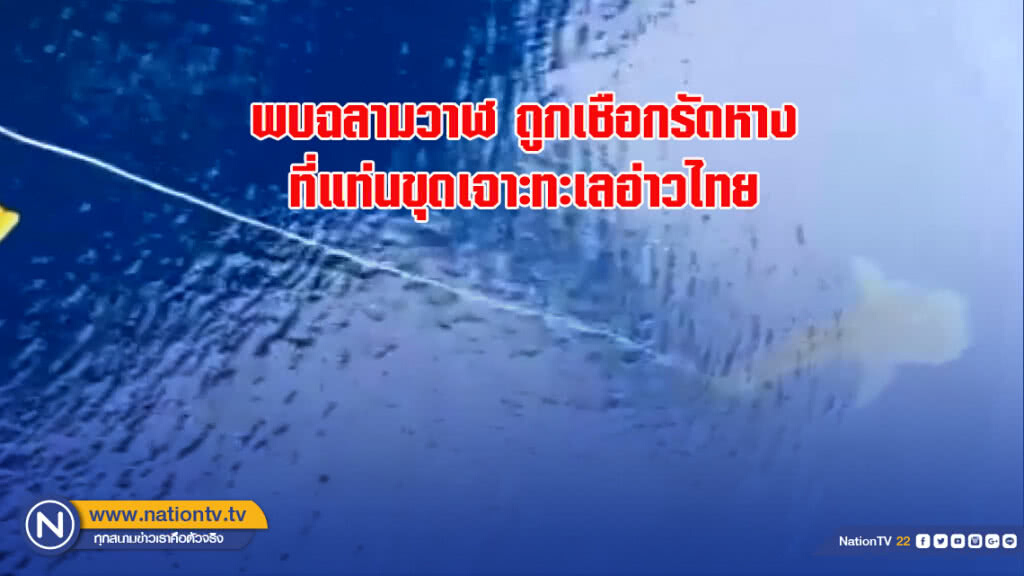 พบฉลามวาฬ ถูกเชือกรัดหาง ที่แท่นขุดเจาะทะเลอ่าวไทย พบฉลามวาฬ ถูกเชือกรัดหาง ที่แท่นขุดเจาะทะเลอ่าวไทย