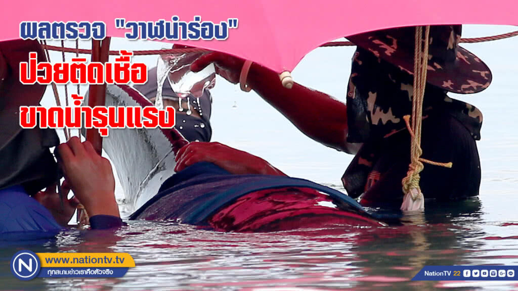 ผลตรวจ "วาฬนำร่อง" ป่วยติดเชื้อ ขาดน้ำรุนแรง เฝ้าระวัง 24 ชม.ต่อเนื่อง 7 วัน