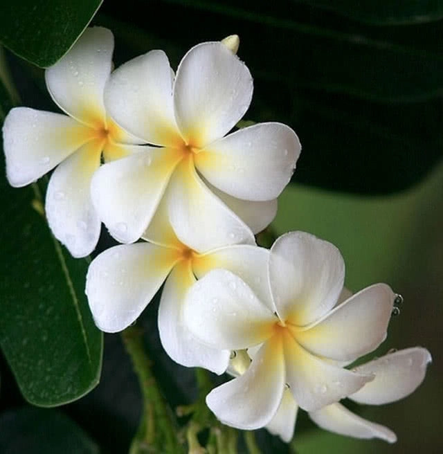 31 พฤษภาคม วันงดสูบบุหรี่โลก คนไทย 11 ล้านคน ยังสูบบุหรี่!!