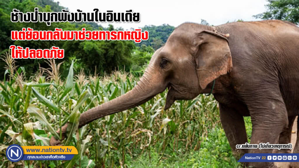ช้างป่าบุกพังบ้านในอินเดีย แต่ย้อนกลับมาช่วยทารกหญิงให้ปลอดภัย ช้างป่าบุกพังบ้านในอินเดีย แต่ย้อนกลับมาช่วยทารกหญิงให้ปลอดภัย