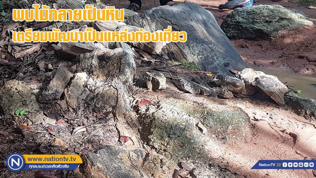 พบไม้กลายเป็นหินเตรียมพัฒนาเป็นแหล่งท่องเที่ยว พบไม้กลายเป็นหินเตรียมพัฒนาเป็นแหล่งท่องเที่ยว