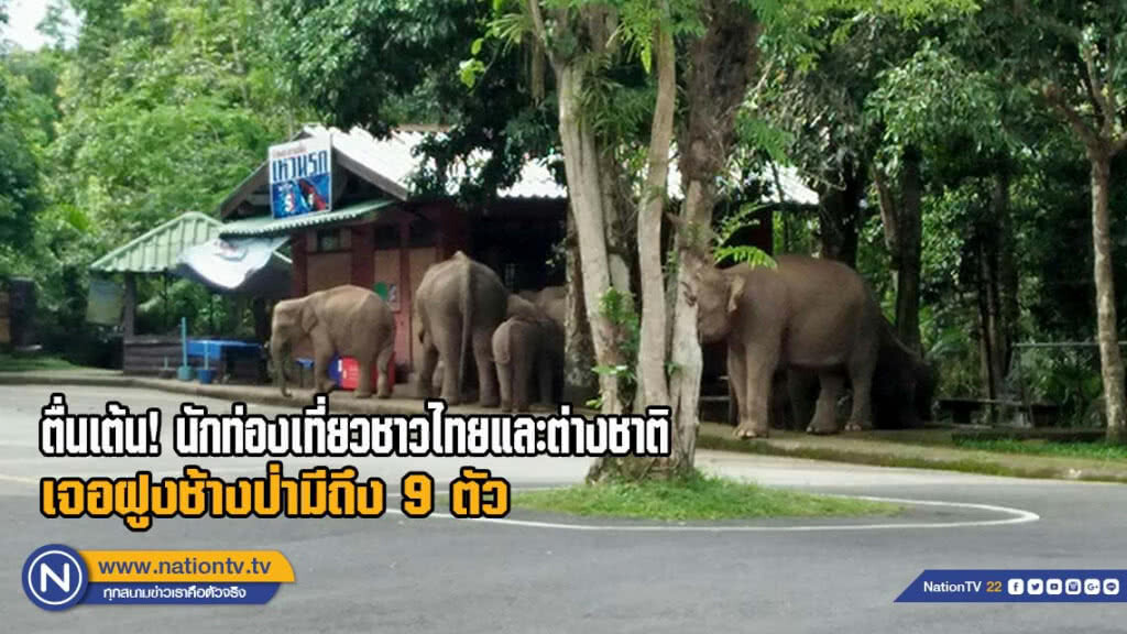นักท่องเที่ยวทั้งชาวไทยและต่างชาติดีใจ มีโอกาสได้พบเจอฝูงช้างป่าที่มีถึง 9 ตัว(มีคลิป) นักท่องเที่ยวทั้งชาวไทยและต่างชาติดีใจ มีโอกาสได้พบเจอฝูงช้างป่าที่มีถึง 9 ตัว(มีคลิป)