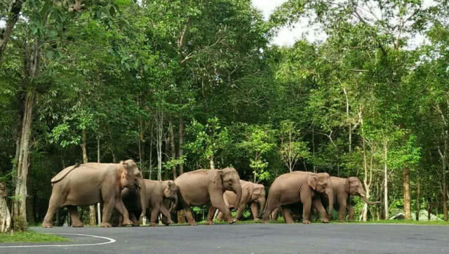 นักท่องเที่ยวทั้งชาวไทยและต่างชาติดีใจ มีโอกาสได้พบเจอฝูงช้างป่าที่มีถึง 9 ตัว(มีคลิป)