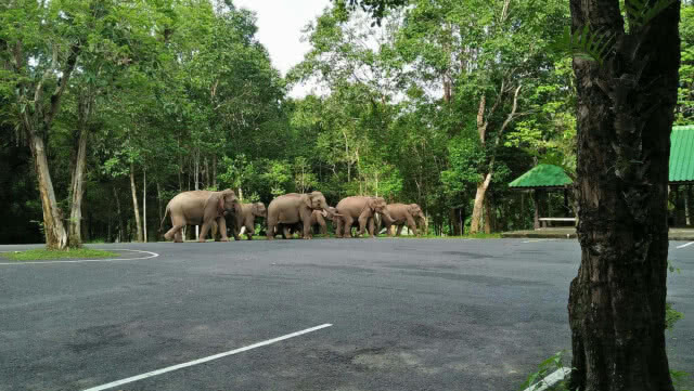 นักท่องเที่ยวทั้งชาวไทยและต่างชาติดีใจ มีโอกาสได้พบเจอฝูงช้างป่าที่มีถึง 9 ตัว(มีคลิป)