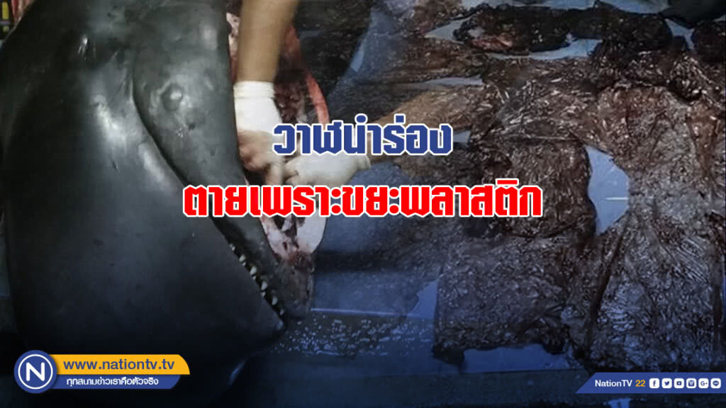 อธิบดีทช. เผยยื้อชีวิตวาฬนำร่องได้ 5 วัน ตายเพราะขยะพลาสติก