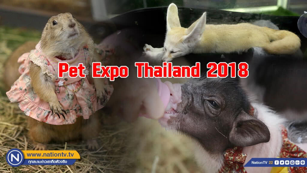 คนรักสัตว์แน่น! พาสัตว์เลี้ยงชมงาน Pet Expo Thailand 2018