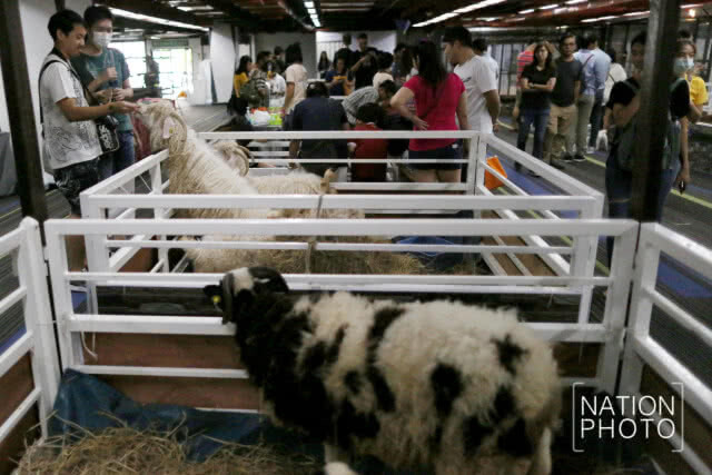 คนรักสัตว์แน่น! พาสัตว์เลี้ยงชมงาน Pet Expo Thailand 2018