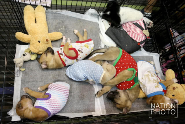 คนรักสัตว์แน่น! พาสัตว์เลี้ยงชมงาน Pet Expo Thailand 2018