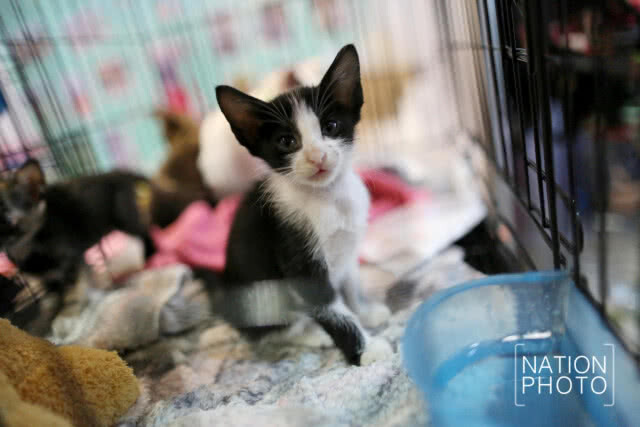 คนรักสัตว์แน่น! พาสัตว์เลี้ยงชมงาน Pet Expo Thailand 2018