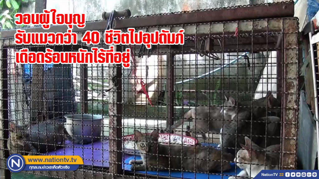 วอนผู้ใจบุญรับแมวกว่า 40 ชีวิตไปอุปถัมภ์ เดือดร้อนหนักไร้ที่อยู่