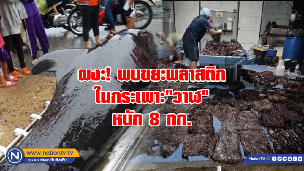 ทช.ผงะ พบขยะพลาสติกในกระเพาะ"วาฬ"หนัก 8 กก.