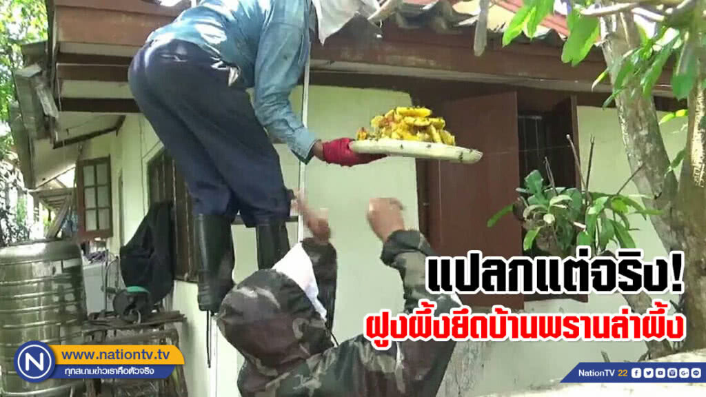 แปลกแต่จริง! ฝูงผึ้งยึดบ้านพรานล่าผึ้ง