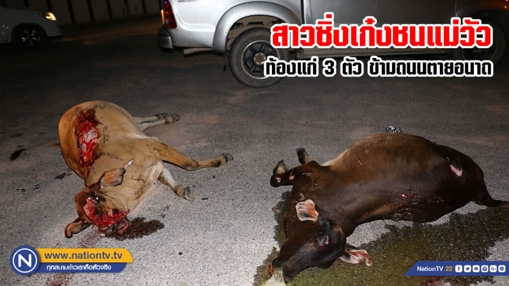 (คลิป) สาวซิ่งเก๋งชนแม่วัวท้องแก่ 3 ตัว ข้ามถนนตายอนาถ