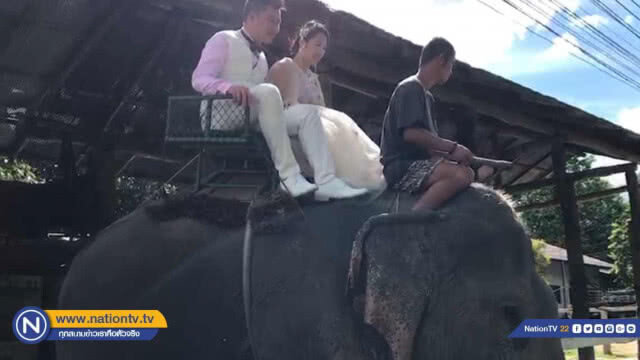 หนุ่มสาวชาวจีน ถ่ายฟรีเวดดิ้ง บนหลังช้าง