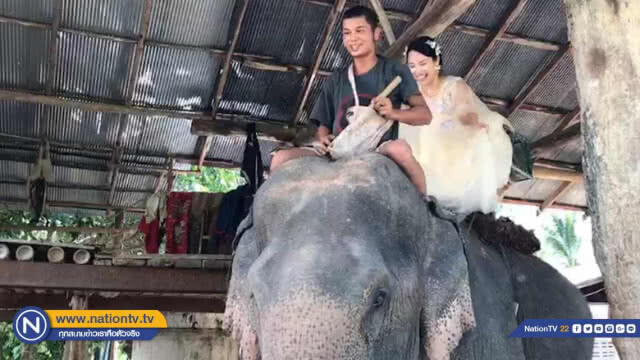 หนุ่มสาวชาวจีน ถ่ายฟรีเวดดิ้ง บนหลังช้าง
