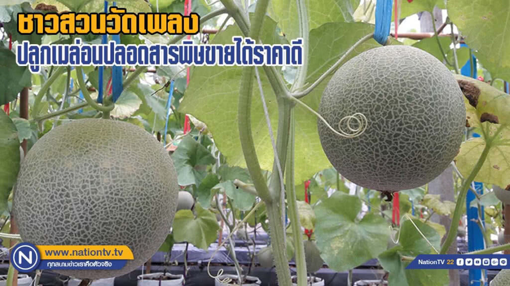 ชาวสวนวัดเพลงปลูกเมล่อนปลอดสารพิษขายได้ราคาดี