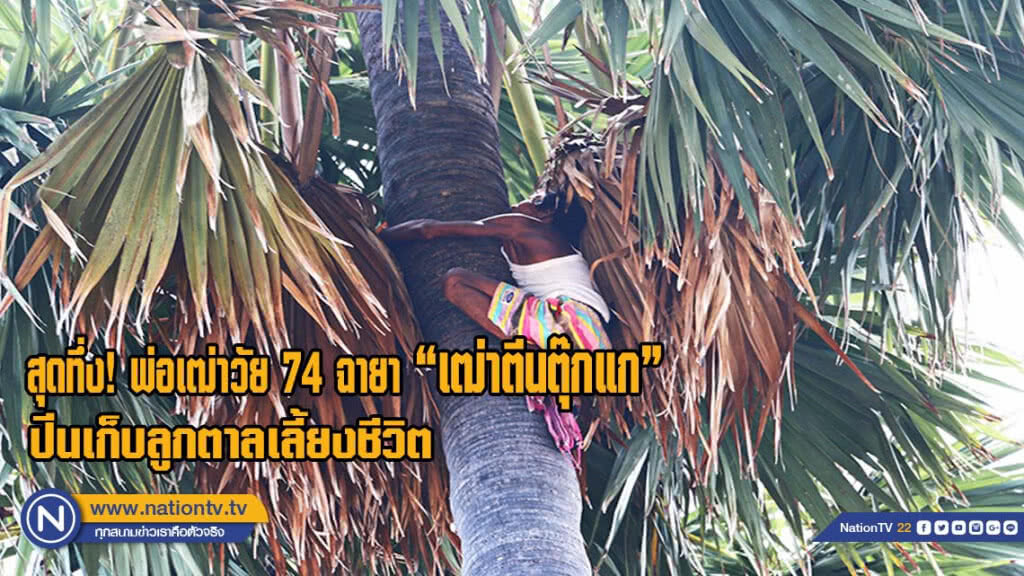 สุดทึ่งพ่อเฒ่าวัย 74 ฉายา "เฒ่าตีนตุ๊กแก" ปีนเก็บลูกตาลเลี้ยงชีวิต