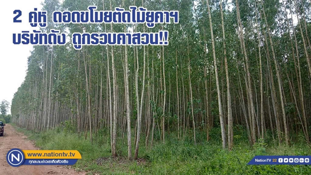 2 คู่หู ดอดขโมยตัดไม้ยูคาฯ บริษัทดัง ถูกรวบคาสวน!!