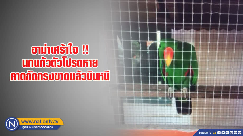 อาม่าเศร้าใจ !! นกแก้วตัวโปรดหาย คาดกัดกรงขาดแล้วบินหนี