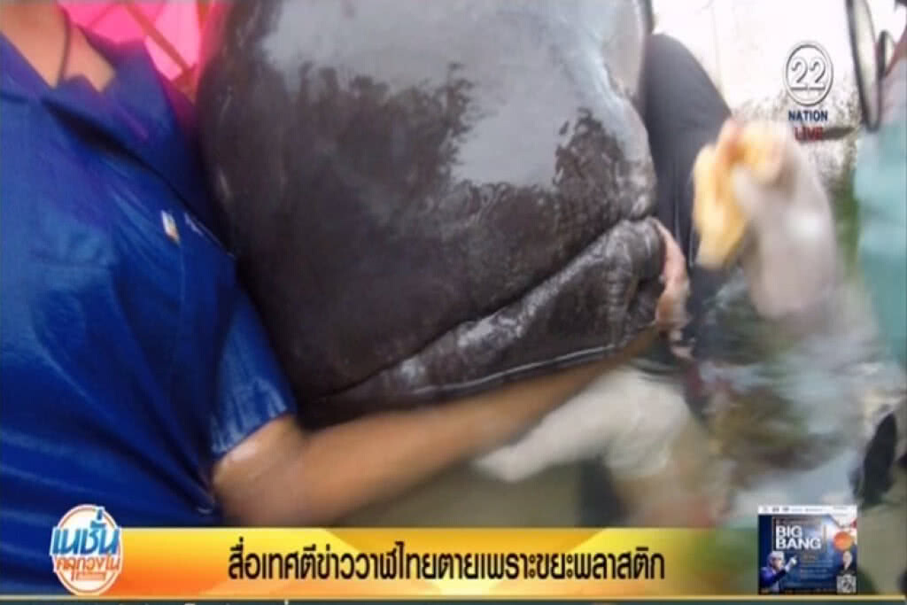สื่อนอก! ตีข่าว "วาฬ" ไทยตายเพราะกินถุงพลาสติก สื่อนอก! ตีข่าว "วาฬ" ไทยตายเพราะกินถุงพลาสติก