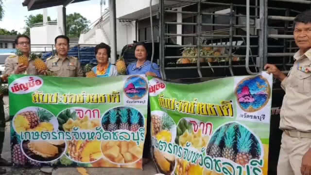 สับปะรดราคาตกต่ำ นายอำเภอบางละมุงเปิดพื้นที่ช่วยจำหน่าย