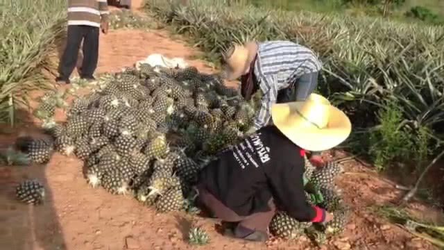 สับปะรดราคาตกต่ำ นายอำเภอบางละมุงเปิดพื้นที่ช่วยจำหน่าย