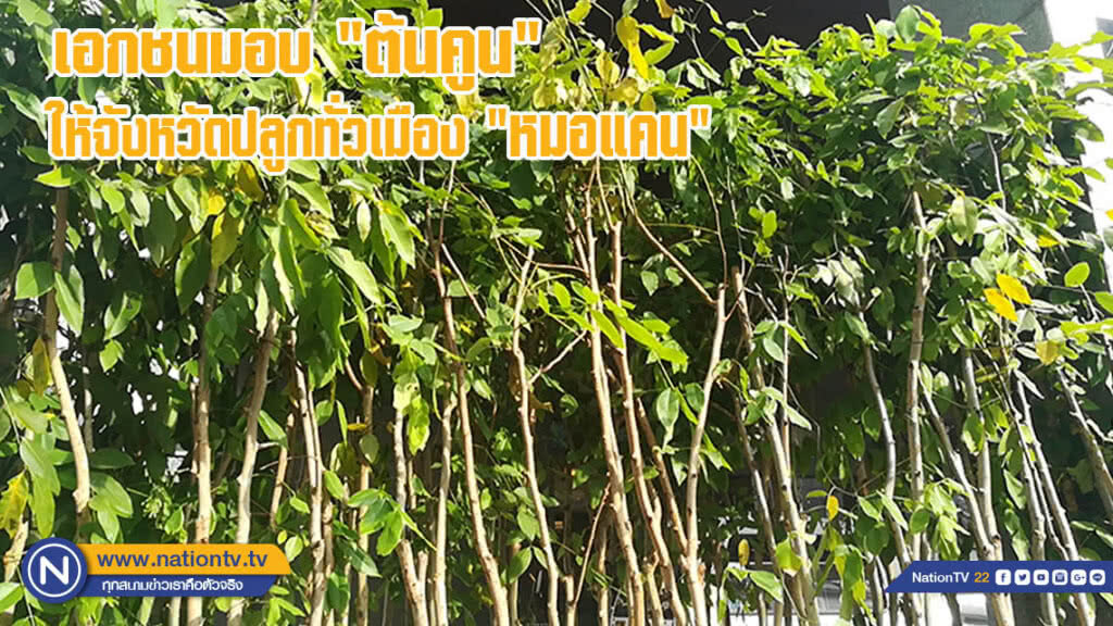 เอกชนมอบต้นคูนให้จังหวัดปลูกทั่วเมืองหมอแคน