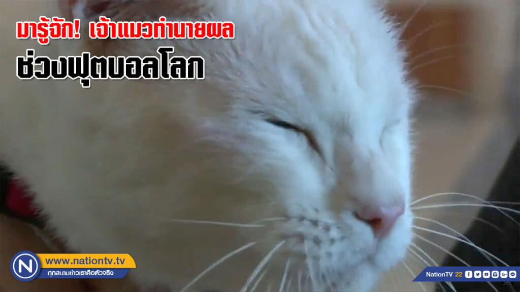 มารู้จัก! "อาคิเล่ส์" แมวทำนายผลช่วงฟุตบอลโลก (คลิป)