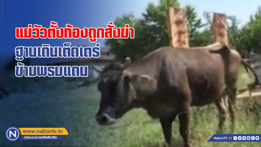 แม่วัวตั้งท้องถูกสั่งฆ่า ฐานเดินเตร็ดเตร่ข้ามพรมแดน แม่วัวตั้งท้องถูกสั่งฆ่า ฐานเดินเตร็ดเตร่ข้ามพรมแดน