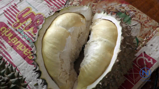 ทวนกระแส "ทุเรียนแพง"จัดกิน"ฟรี" ปีที่3