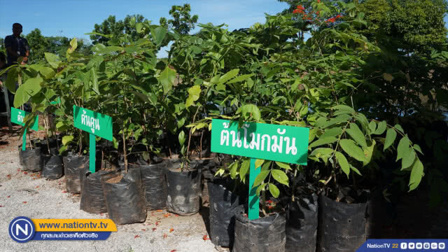 ประชารัฐร่วมใจ ปลูกต้นไม้ให้แผ่นดิน วันสิ่งแวดล้อมโลก